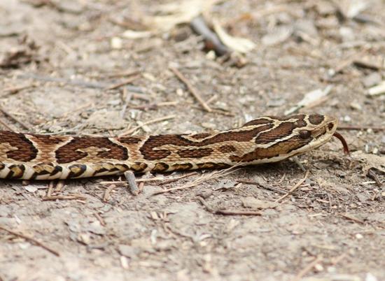 Urutu pit viper