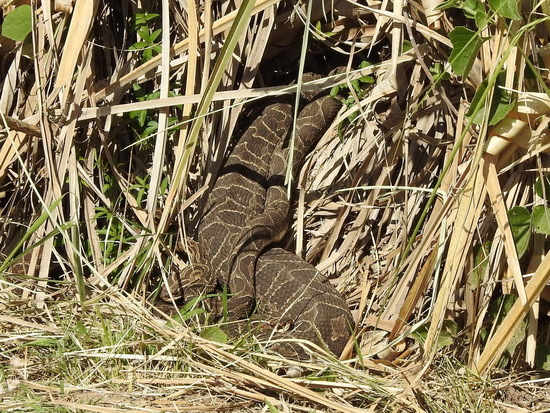 Urutu pit viper