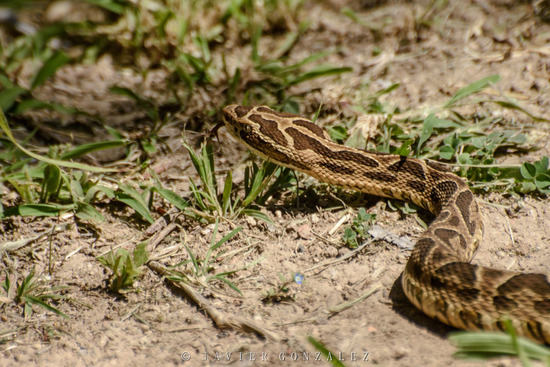 Urutu pit viper