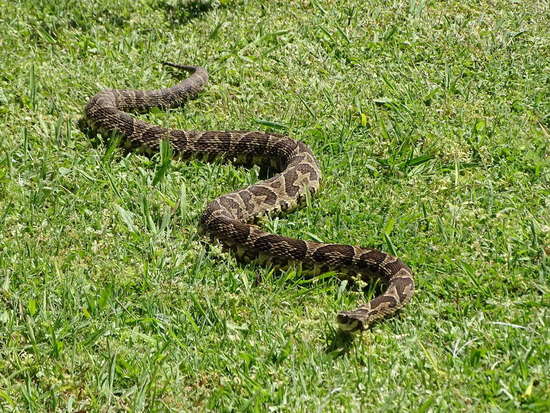 Urutu pit viper