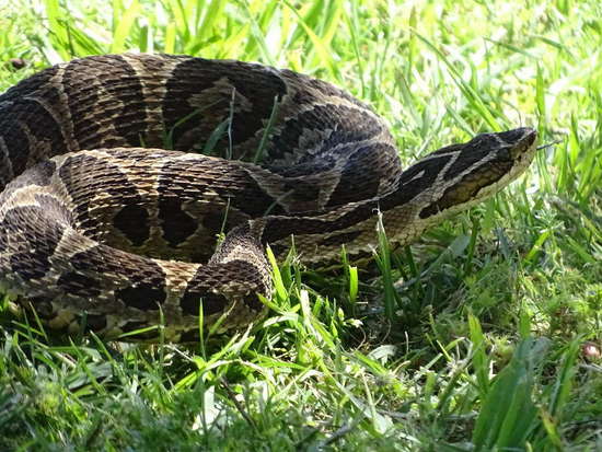 Urutu pit viper