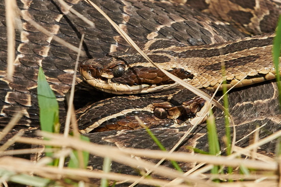 Urutu pit viper