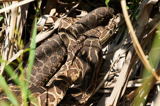 Urutu pit viper