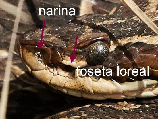 Yarará grande