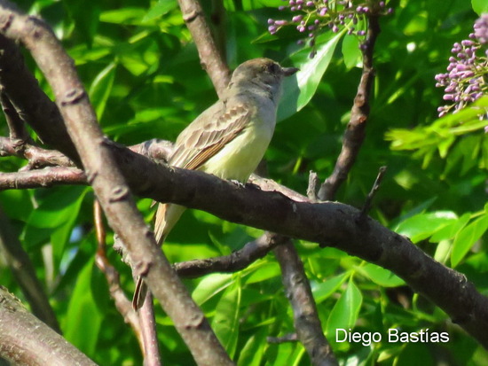 Brown-crested Flycatcher