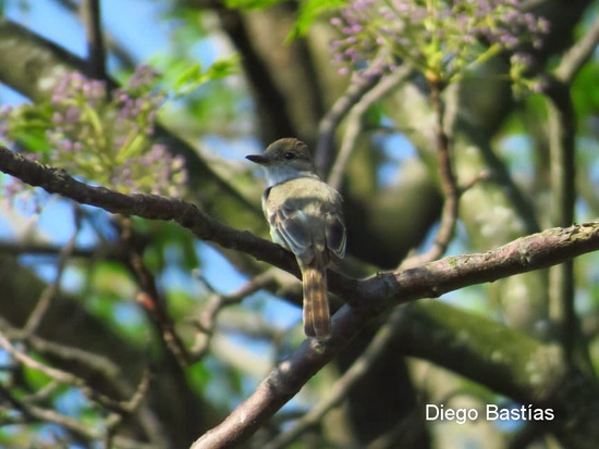 Brown-crested Flycatcher