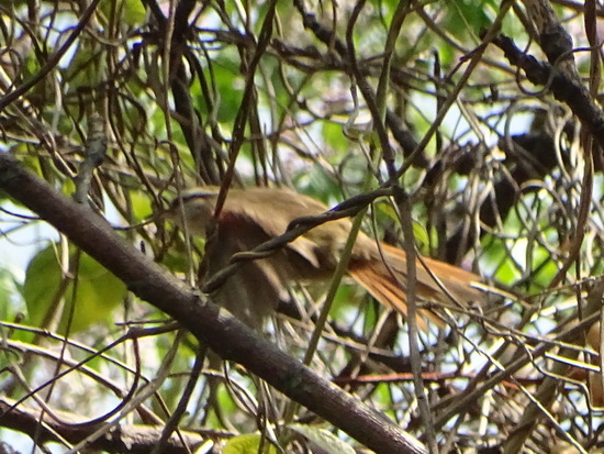 Stripe-crowned Spinetail