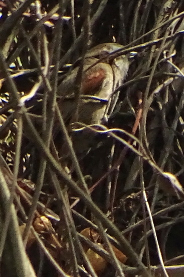 Stripe-crowned Spinetail