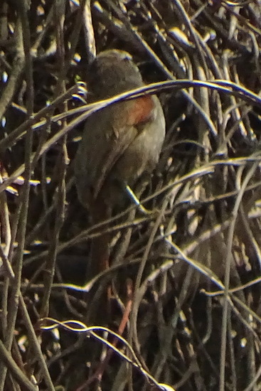 Stripe-crowned Spinetail
