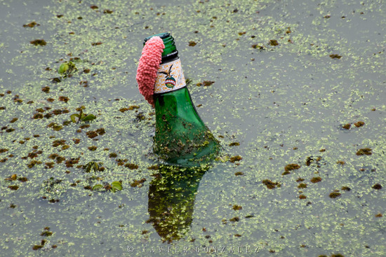 Apple snail