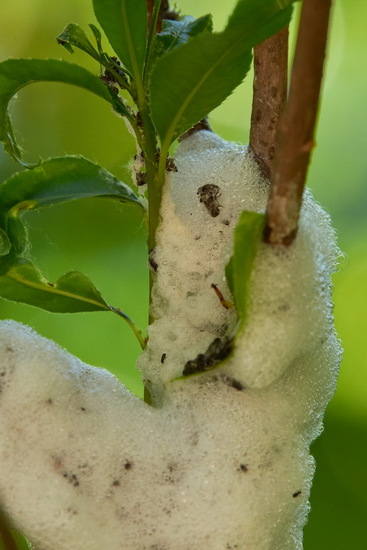 Spittlebug