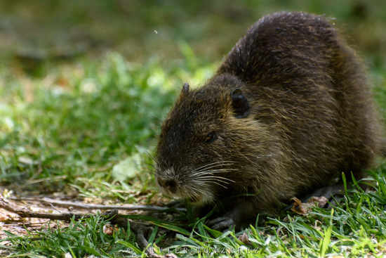 Coypu