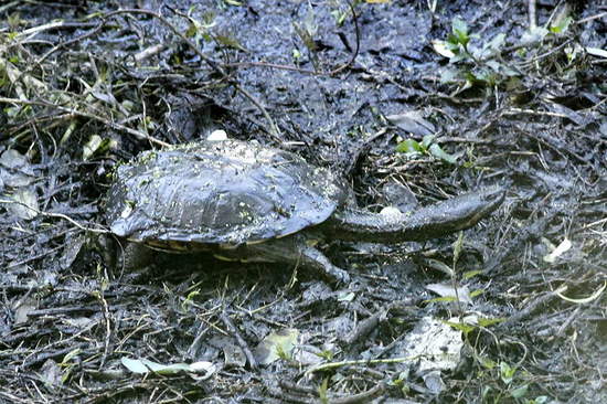 Snake-necked turtle