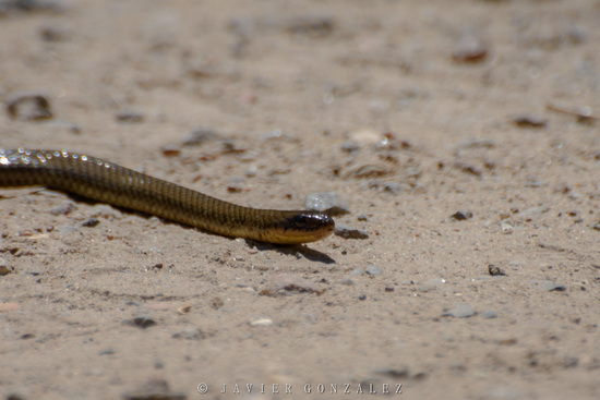 Golden liophis