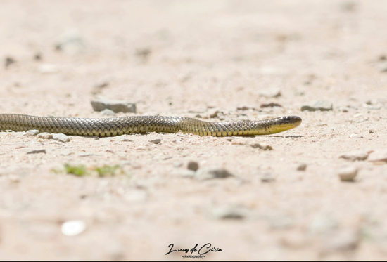 Golden liophis