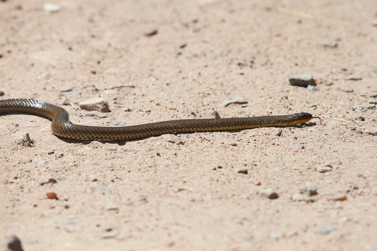 Golden liophis