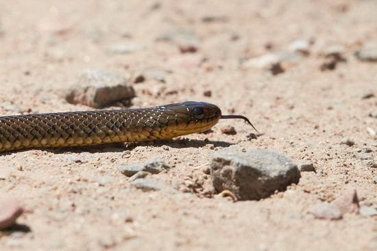 Golden liophis