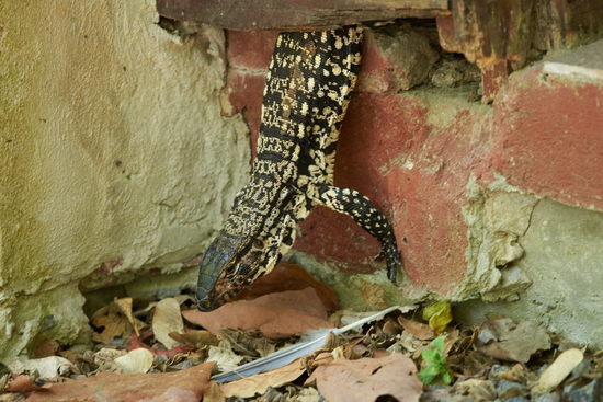 Black-and-white tegu lizard
