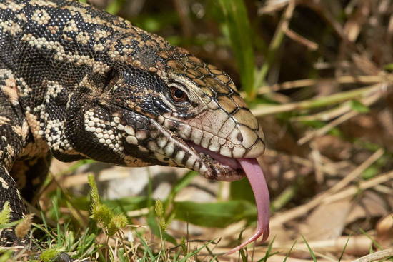 Black-and-white tegu lizard