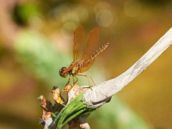 Dragonfly/Skimmers