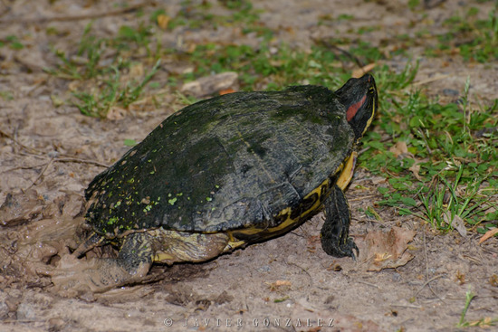 Red-eared turtle