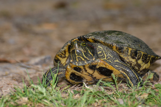 Red-eared turtle