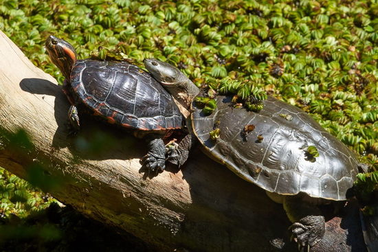 Side-necked turtle