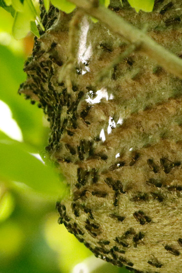 Camuatí