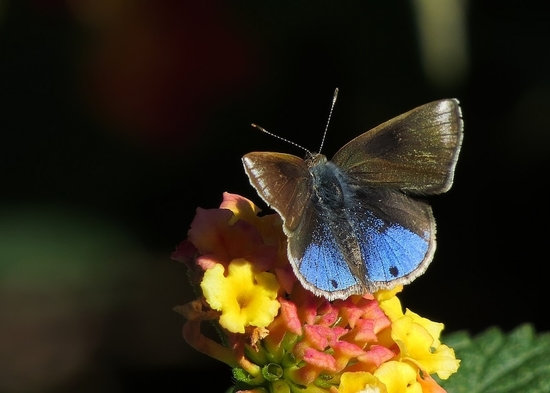 Frotadora enana