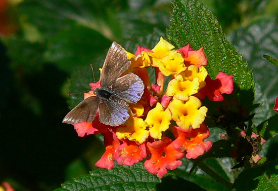 Frotadora enana