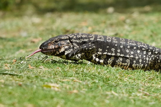 Lagarto overo