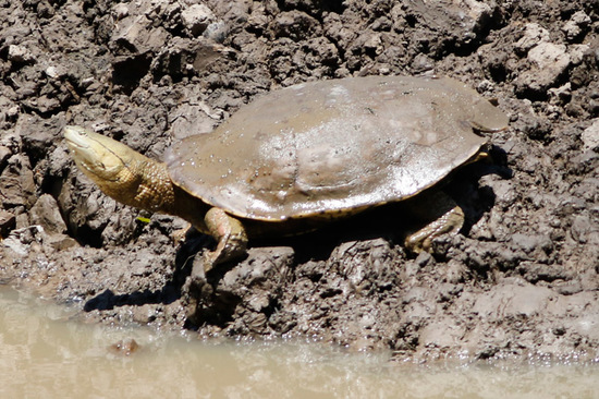 Tortuga de laguna