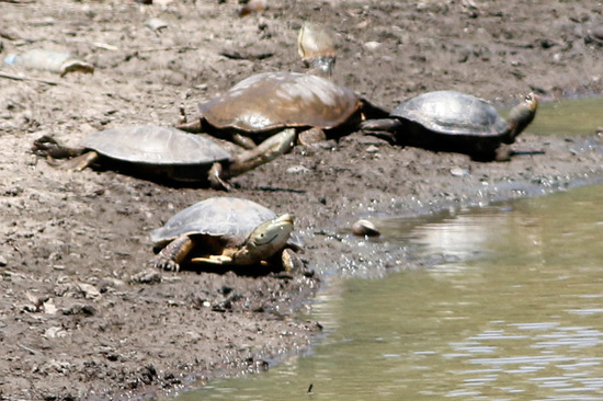 Tortuga de laguna