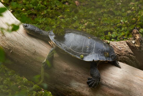 Tortuga de laguna
