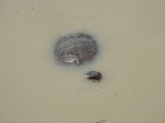 Tortuga pintada