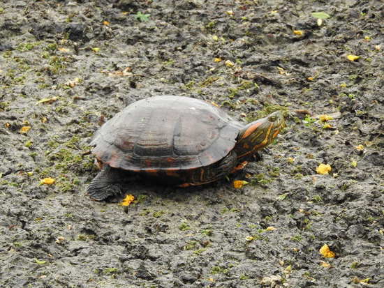 Tortuga pintada