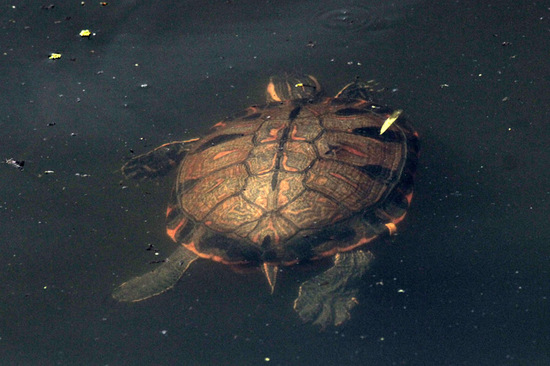 Moscardón cazador