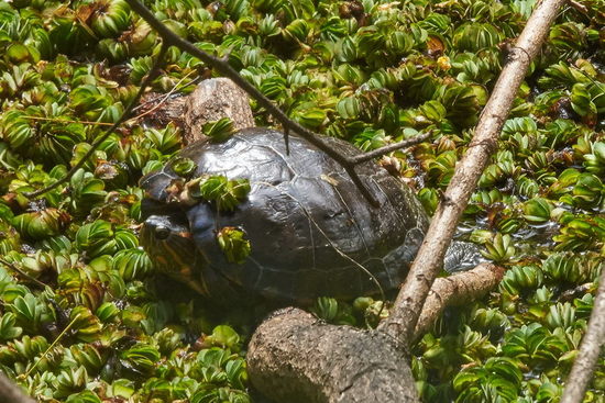 Tortuga pintada
