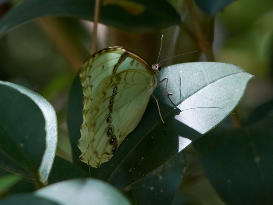 White morpho