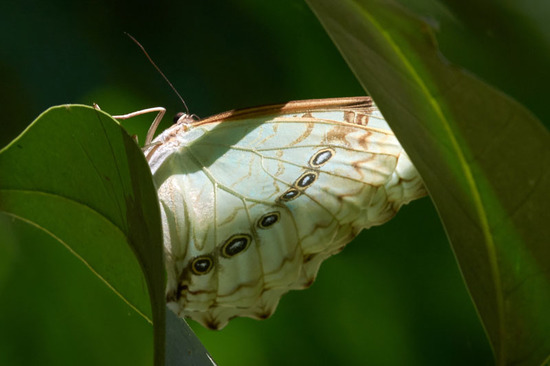 White morpho