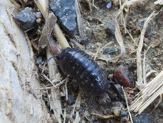 Bicho bolita común