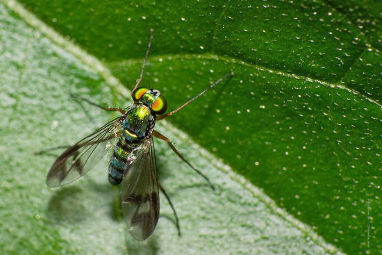 Long-legged fly