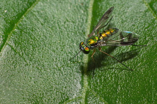 Long-legged fly