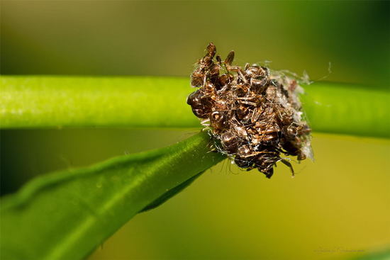 Lacewing
