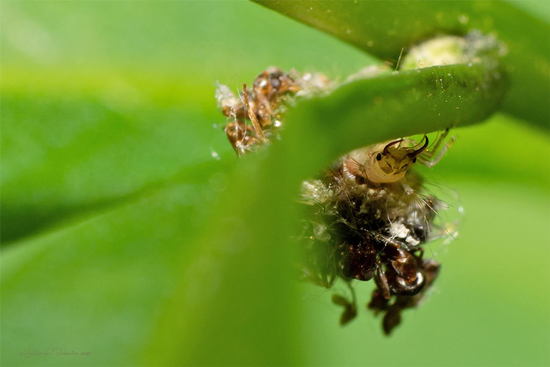 Lacewing