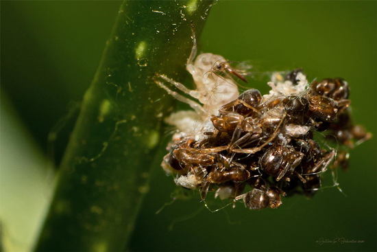 Crisopa