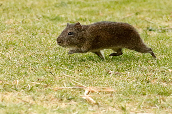Pampas cavy