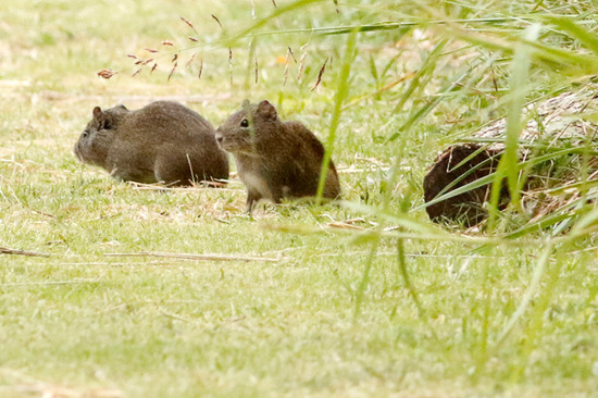 Pampas cavy