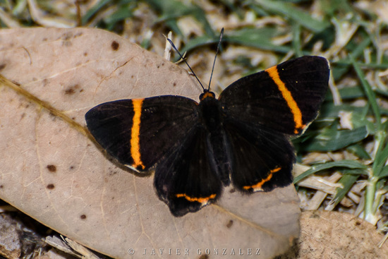 Lyssipoides metalmark