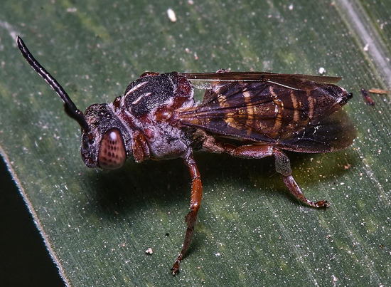 Abeja
